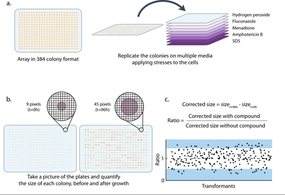 RNA Interference (RNAi ) as a Tool for High-Resolution Phenotypic Screening of the Pathogenic Yeast <i>Candida glabrata</i> thumbnail