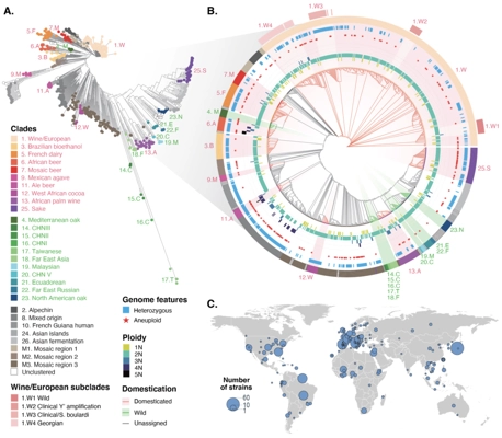 Pan-transcriptome reveals a large accessory genome contribution to gene expression variation in yeast thumbnail