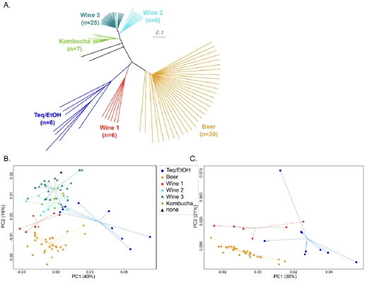 Impact of the acquired subgenome on the transcriptional landscape in <i>Brettanomyces bruxellensis</i> allopolyploids thumbnail