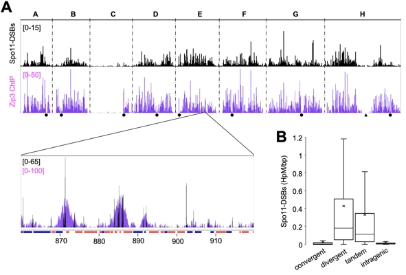 Absence of chromosome axis proteins recruitment prevents meiotic recombination chromosome-wide in the budding yeast <i>Lachancea kluyveri</i> thumbnail