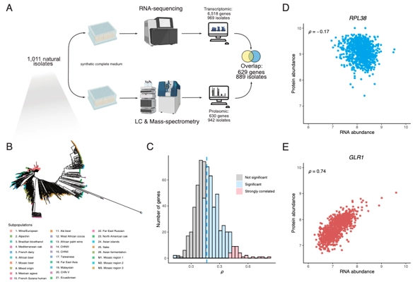 Species-wide quantitative transcriptomes and proteomes reveal distinct genetic control of gene expression variation in yeast thumbnail
