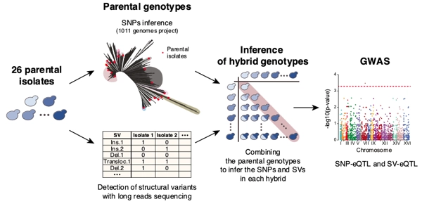 Diallel panel reveals a significant impact of low-frequency genetic variants on gene expression variation in yeast thumbnail