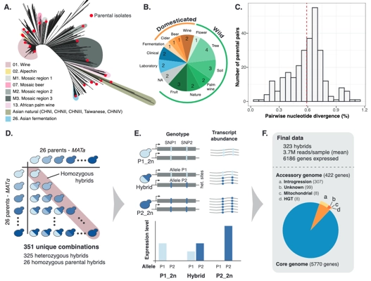 Non-additive genetic components contribute significantly to population-wide gene expression variation thumbnail