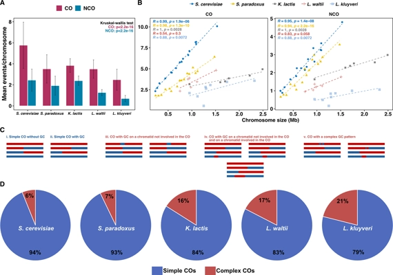 Multiple independent losses of crossover interference during yeast evolutionary history thumbnail