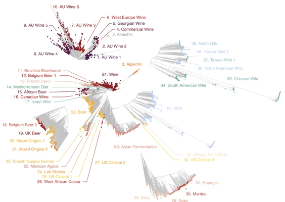 Overview of the <i>Saccharomyces cerevisiae</i> population structure through the lens of 3,034 genomes thumbnail