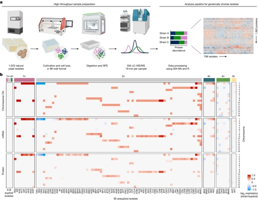 Natural proteome diversity links aneuploidy tolerance to protein turnover thumbnail