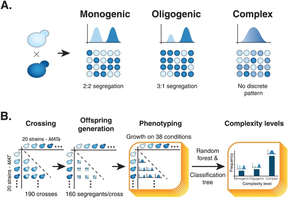 Species-wide survey of the expressivity and complexity spectrum of traits in yeast thumbnail