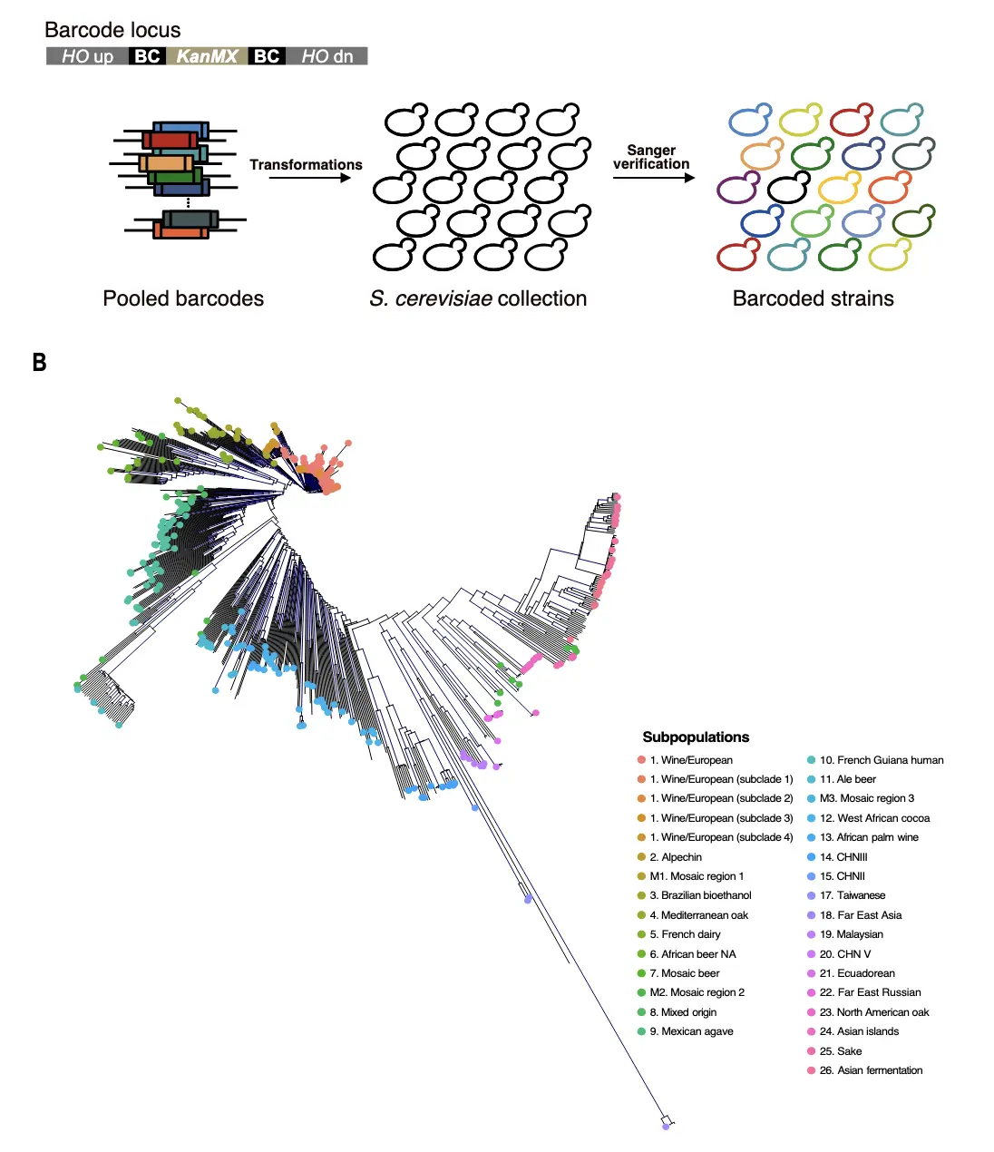 Population-scale chemical response revealed by a barcoded yeast collection thumbnail