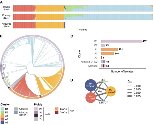 Whole-genome sequencing of 1,060 <i>Brettanomyces bruxellensis</i> isolates reveals significant phenotypic impact of acquired subgenomes in allopolyploids thumbnail