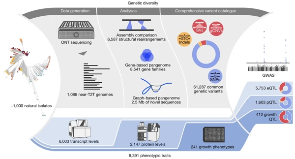 From genotype to phenotype with 1,086 near telomere-to-telomere yeast genomes thumbnail