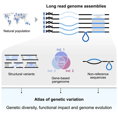 Dynamics of genome evolution in the era of pangenome analysis thumbnail