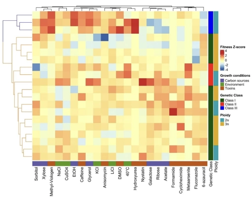 Genetic and Phenotypic Insights into <i>Cyberlindnera jadinii</i> as a Promising Yeast for Industrial Biotechnology thumbnail