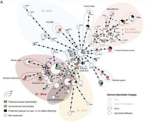 Domestication drives repeated evolution of sexual–asexual life cycle trade-offs in yeast thumbnail